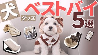 “使ってわかった”本当に買ってよかった犬グッズ５選☆チワプーのてぃむが本気でオススメする犬用品達【＃071】