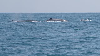 Norfolk Canyon - Pelagic Wildlife Exploration