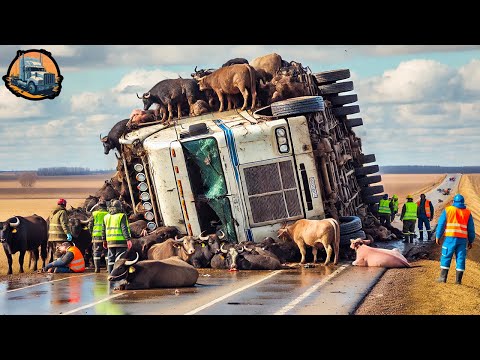 Dangerous Idiots Truck & Heavy Equipment Fails Compilation - Idiots Driving Heavy Machinery #52