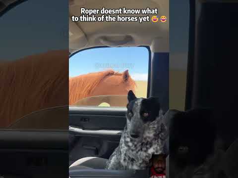 Dog with horse #cuteanimal #trending #pets #viralvideo