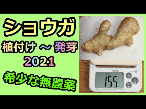 【ショウガ栽培記録 2021】植え付け～発芽 無農薬 半自給自足