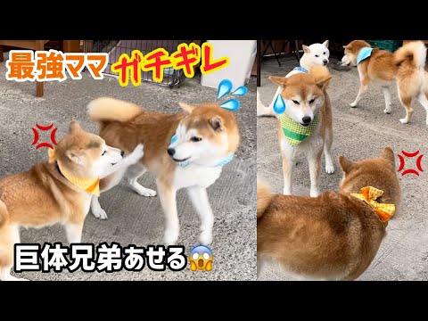 やる気ない柴犬最強ママを遊びに誘いガチギレされる巨体兄弟がかわいい