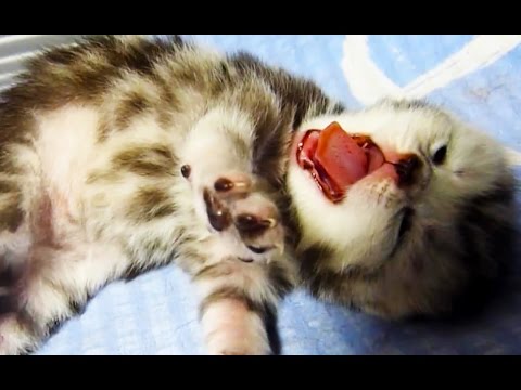 Cute Kittens Meowing, Purring, Playing  for the First Time Videos Compilation