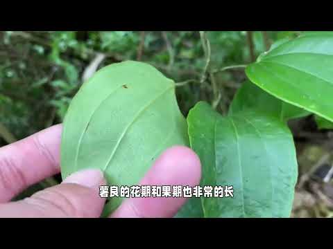 薯莨，一种不为人知的植物，价值那么高