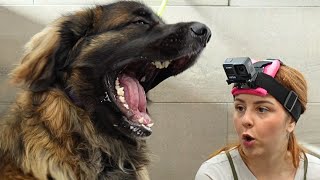 Working with a huge LION dog | Leonberger Grooming Session