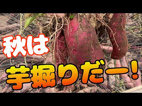 【どんだけ掘るの!?】実家で芋掘り＆虫取り＆BBQ！！！