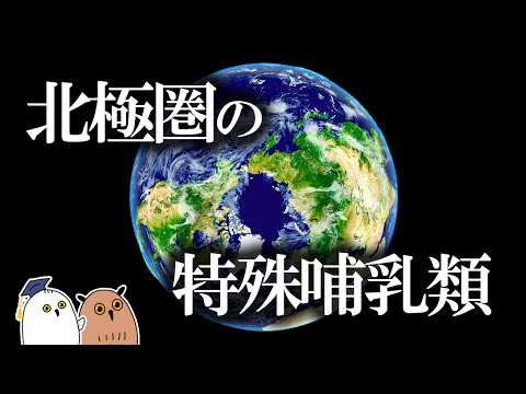 【ゆっくり解説】北極に生きるトナカイの進化 | クリスマス企画【 進化論 / 科学 】