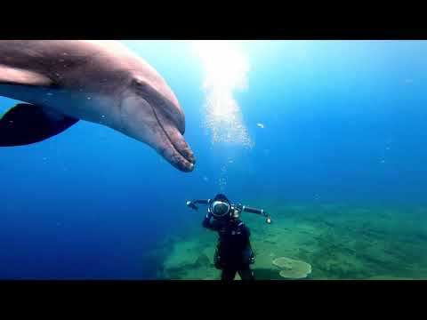 【串本の海でイルカと泳ぐ】Swim with dolphin in Kushimoto