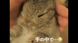 子うさぎをなでなでしたら、寝ちゃった。その姿の癒しパワーがすごい😳【PECO TV】