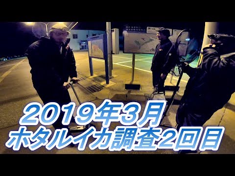 2019年3月ホタルイカ調査！新月、大潮、晴れ、無風、凪、条件は...