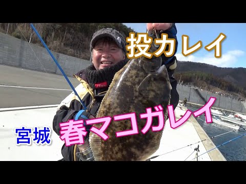 宮城の岸壁投げ釣り春マコガレイ41cmキャッチ！