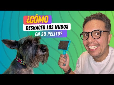 Desenredando el pelo de tu perro - Lo que NADIE te dice