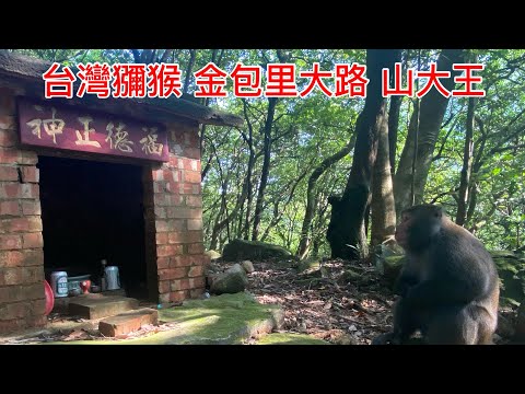 台灣獼猴 金包里大路 魚路古道 日人路 山大王以百年土地公為家 Macaca cyclopis ｜ Primates ｜Monkey