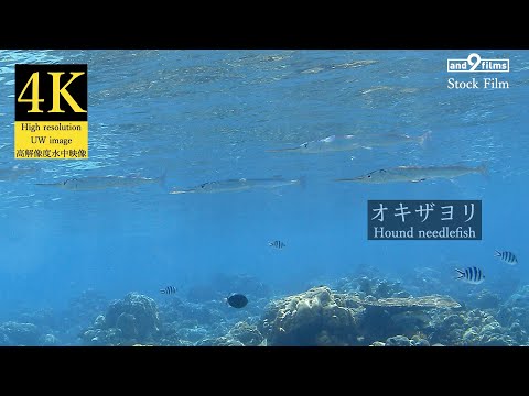 【4K 水中映像】オキザヨリ / Hound needlefish / Tylosurus crocodilus