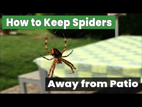 How to Keep Spiders Away from Your Patio Forever!