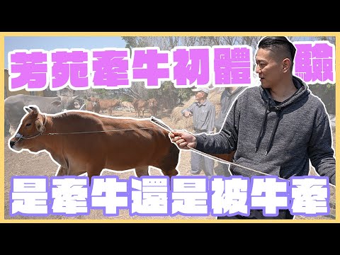 馬路上遇到牛是真的！宗佑竟然被牛牽😤『芳苑牽牛初體驗』｜#vlog