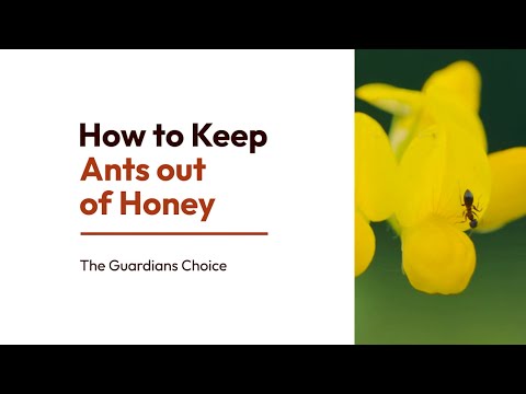 3 Ways to Keep Ants out of Honey | How to Keep Ants out of Honey | The Guardian's Choice