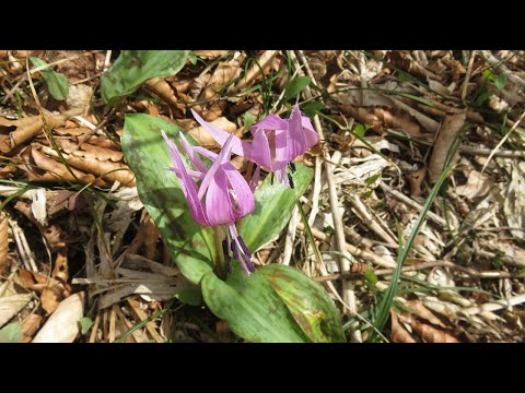 毛無山登山