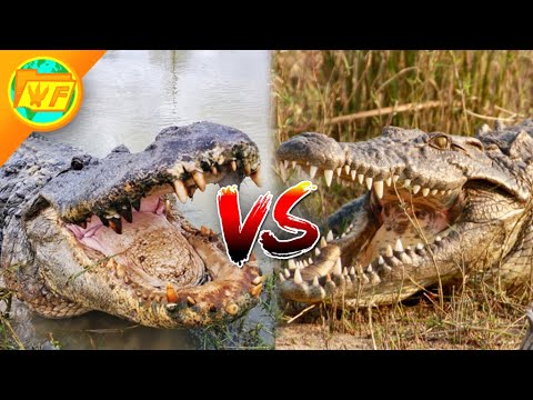 Alligator VS Crocodile - What's the Difference?