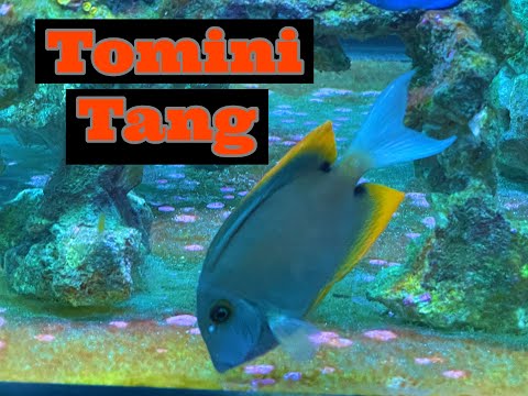 Saltwater Fish (Tomini Tang) In our Reef Tank