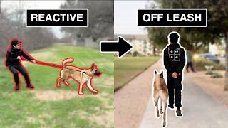 How to take any dog from REACTIVE to fully OFF-LEASH trained