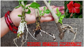 THREE EASY WAY TO PROPAGATE HIBISCUS FROM CUTTINGS WITH RESULT AND COMPARISON