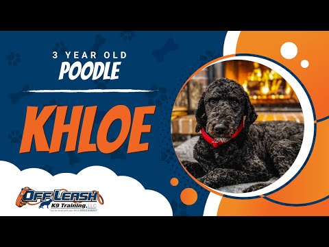 Khloe  | 3Yo. Poodle | Best Dog Trainers in Woodbridge | Off Leash K9 Training