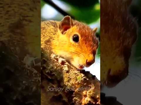 indian palm squirrel sounds 🐿️गिलहरी की आवाज़ 💤 #shorts #short #squirrelsounds  #squirrelshorts