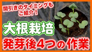 家庭菜園や農園の大根栽培で初期生育を成功させる！発芽後に注意したい大根の育て方で重要作業４選！【農家直伝】Tips for growing radish.