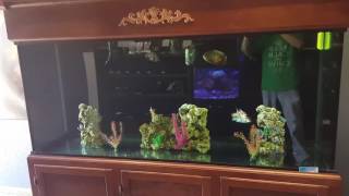 240 gallon tank from "custom aquariums"