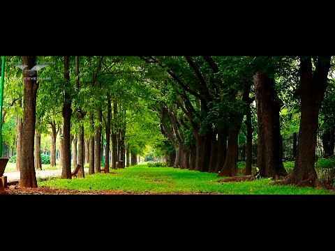 Cubbon Park Bangalore | Garden City Bengaluru | Cubbon Park Covid19 Lockdown | Bangalore Tourism| 4K