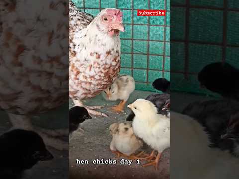 hen chicks day 1