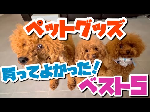 買ってよかった！おすすめペットグッズ🐶