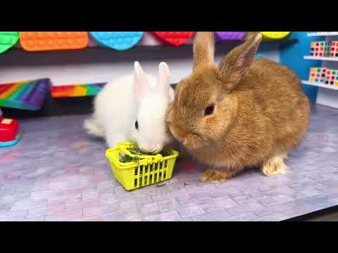 Baby Bunnies in the Rainbow POP IT Store