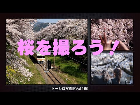 【シーズン間近！】桜の撮り方を考えてみる。