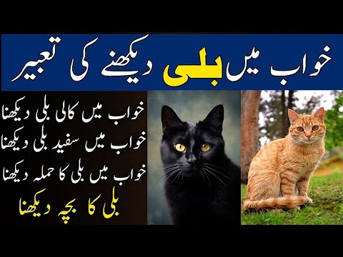 khwab mein billi ko dekhna | Khwab mein billi k bachy dekhna | Khwab mein billi ko pyar karna