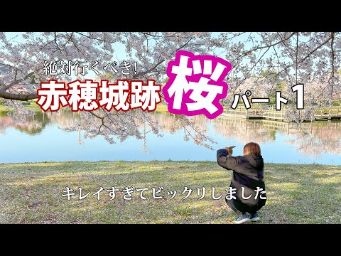 【赤穂城跡 桜】2024.4.10 ここの桜はキレイすぎる！パート1(スマホ撮り)