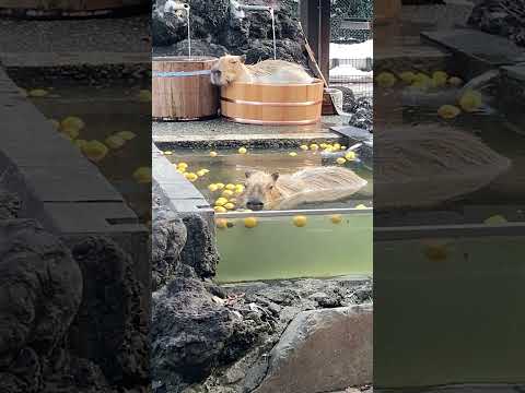 【風呂】カピバラは動かない(埼玉県こども動物自然公園) #shorts #capybara