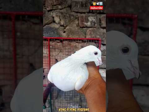 Madrasi pigeon \\ #shorts #shortsfeed #pigeon #ytshorts