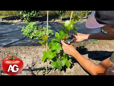 Caring for an annual grape bush, garter, removal of suckers