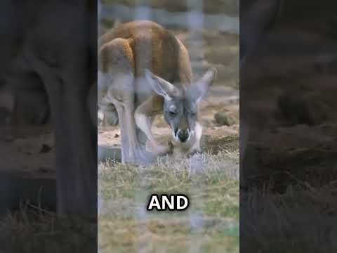 Kangaroo Boxing Matches  Nature's Fierce Batt