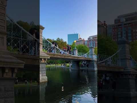 Summer Sunset in Boston Public Garden🌹🌞🦆夏日波士顿公共花园