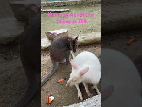 Редкий Кенгуру Альбинос Ташкент zoo. Такое часто не увидишь