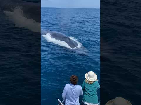 Biggest animal on the planet spawns from the depths! #whale #whalewatching #viral