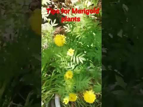 tips for Marigold plants/ ఎండల్లో కూడా బంతిపూలు పూస్తున్నాయి/naliniravindraprasad #ytshorts  #short