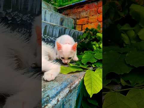 Cute kitten enjoying green leaves #cat #cuteanimals #cute #catlover