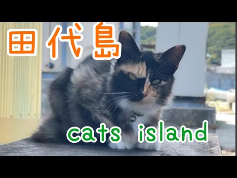 1度見たら忘れない三毛猫　Once you see it, you'll never forget the calico cat【田代島】【２０２４秋】【猫島巡り】