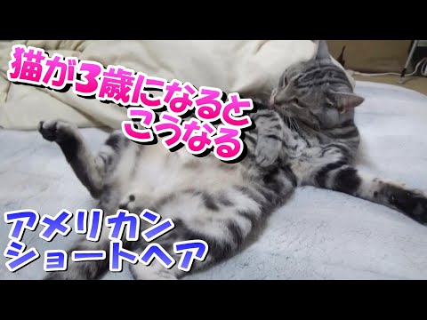 猫が３歳になるとこうなる（アメリカンショートヘアのソラ）