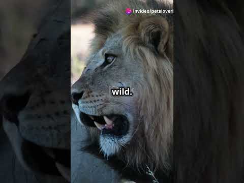 Wild Lion Roars in the Jungle! #youtubeshorts #facts #animals #wildlifewonders #wildanimals