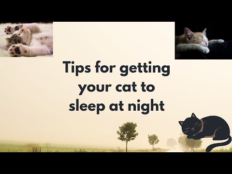 Tips for getting your cat to sleep at night |  How to make cat sleep at night